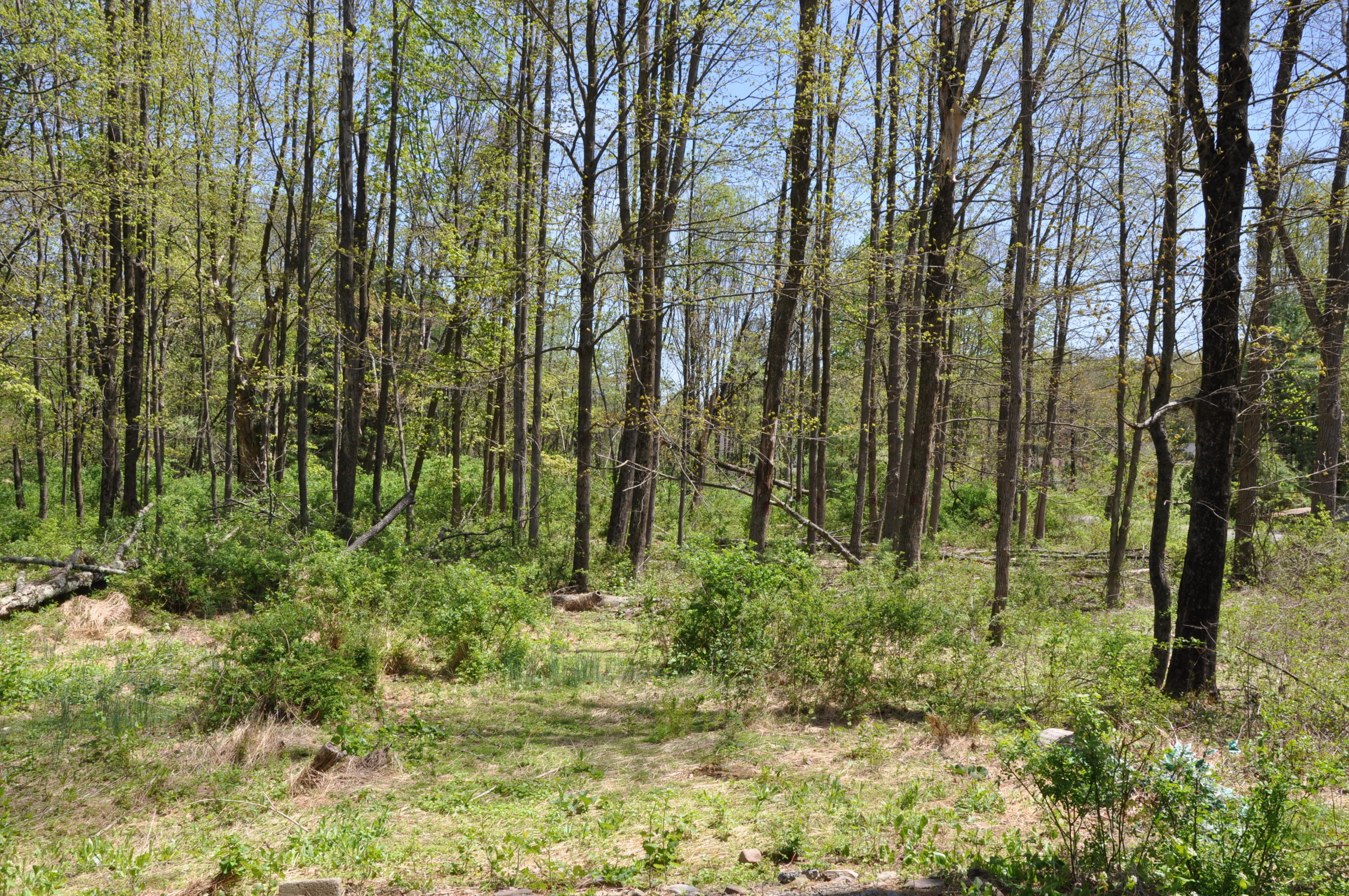 1407 Astolat Road Effort, PA 18330 - Photo 15 of 16 a view of yard