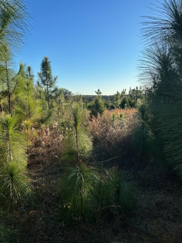 0 Leavins Road Chipley, FL 32428 - Photo 4 of 7 a view of a lake with a yard