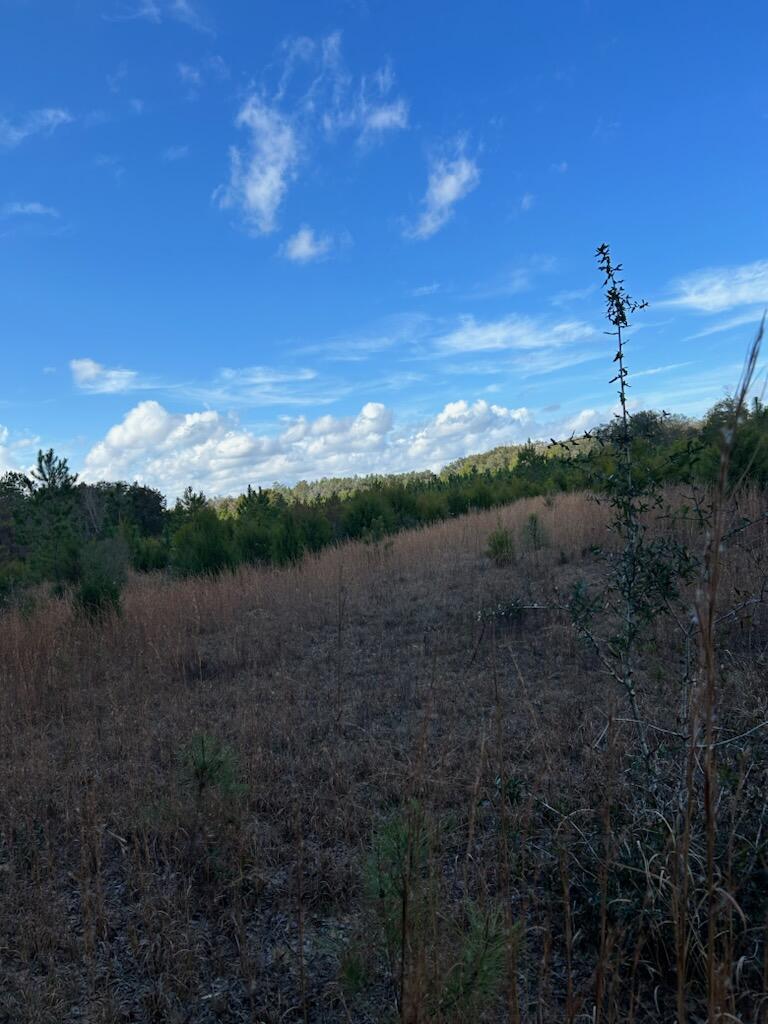 0 Leavins Road Chipley, FL 32428 - Photo 5 of 7 a view of a yard with wooden fence
