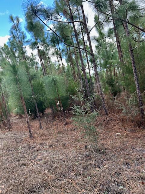 0 Leavins Road Chipley, FL 32428 - Photo 6 of 7 a view of a yard