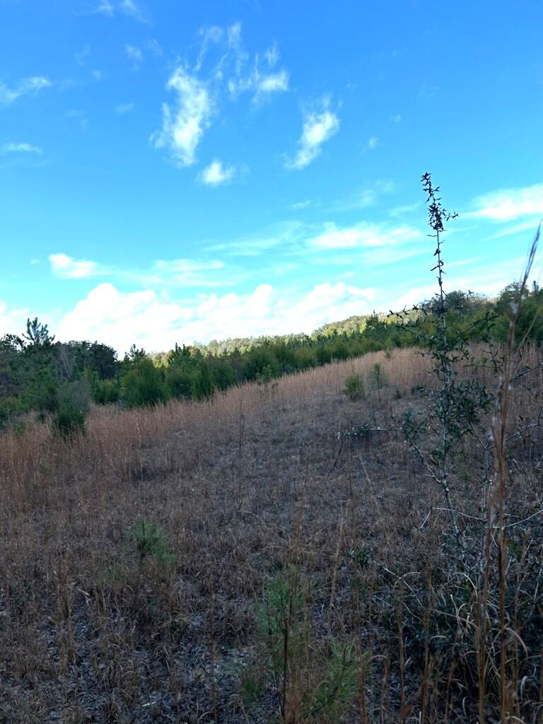 0 Leavins Road Chipley, FL 32428 - Photo 7 of 7 a view of a field with an ocean
