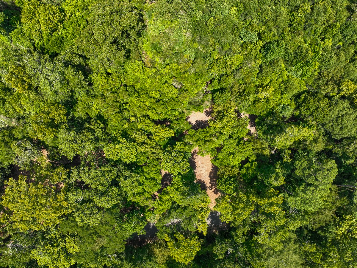 S2-l3 Lake Pool Road Shepherd, TX 77371 - Photo 6 of 8 a view of a lush green forest
