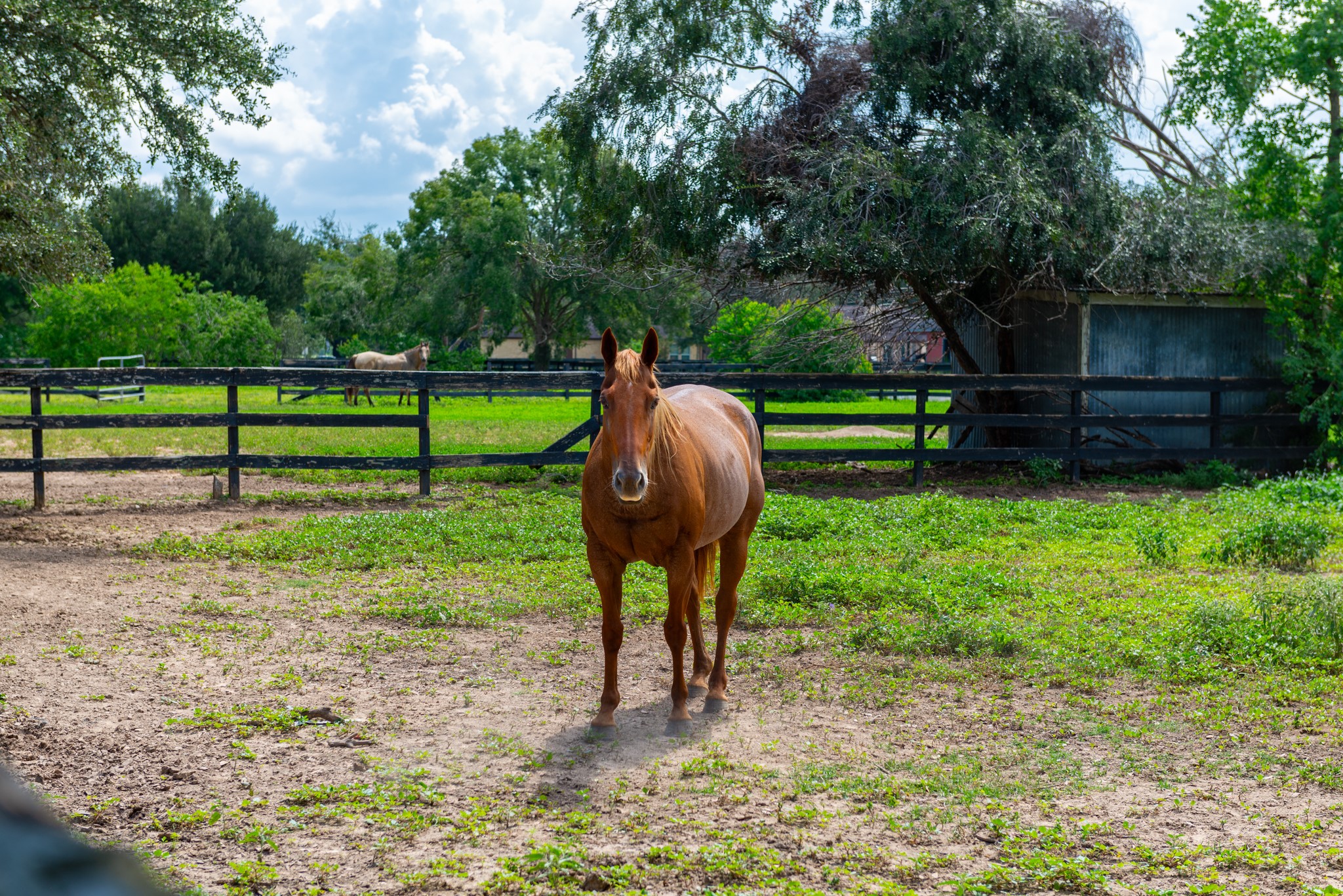 3577 Katy Hockley Road Katy, TX 77493 - Photo 42 of 50 Beautiful horse pasture with shade trees and ample space for grazing.