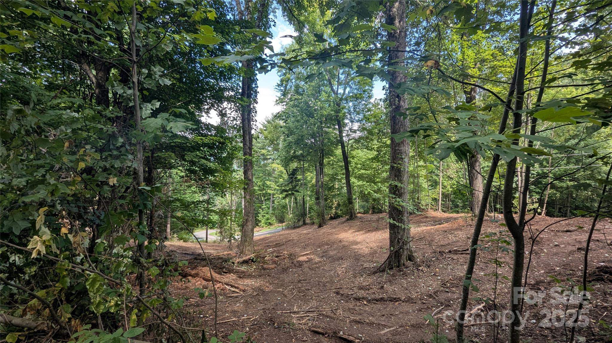 a view of a forest with trees