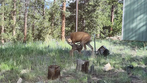 $875,000 | 16 Auk Lane, Bailey, CO 80421