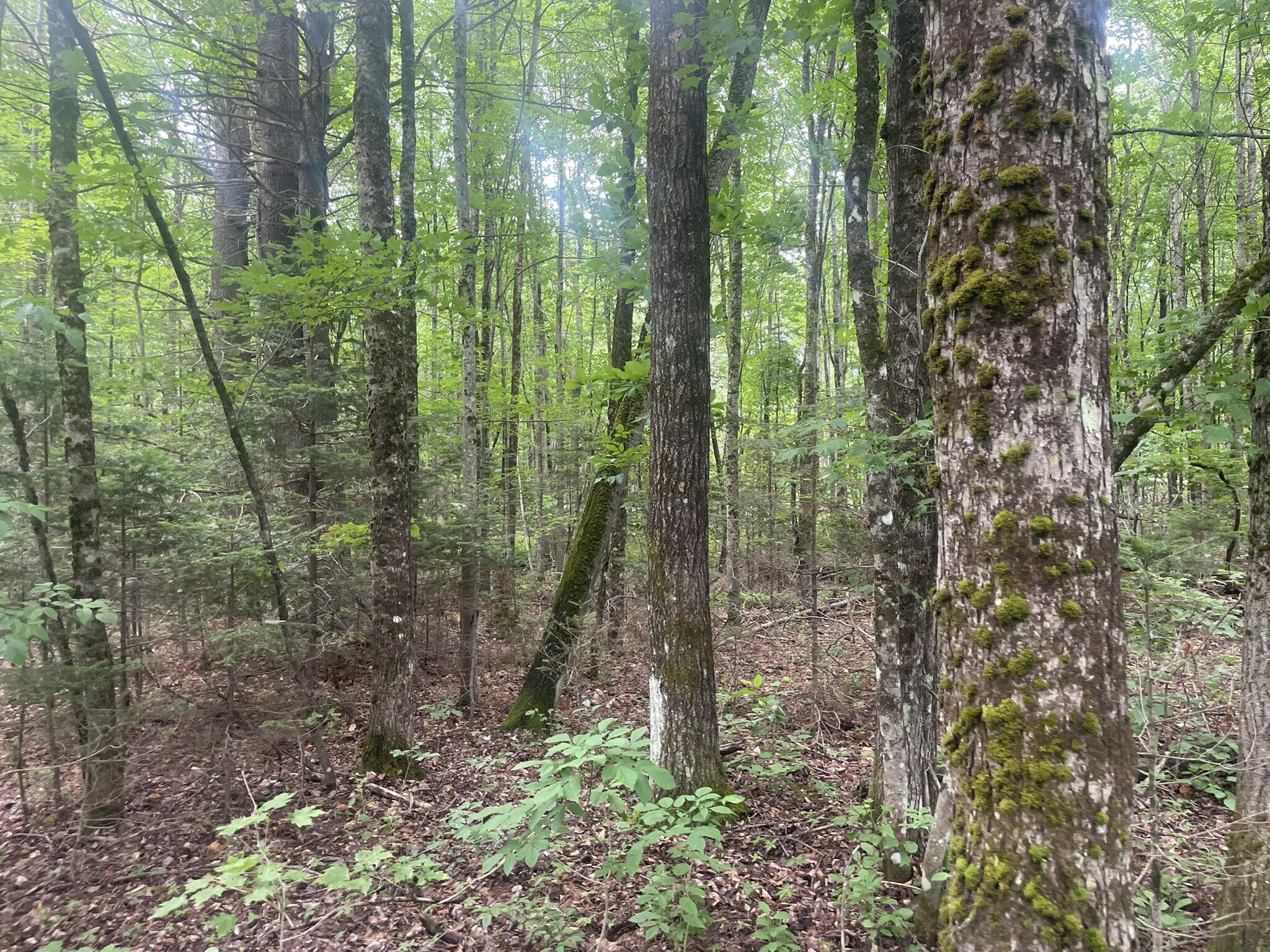 1075 Hill Road Clinton, ME 04927 - Photo 92 of 172 IMG_6190