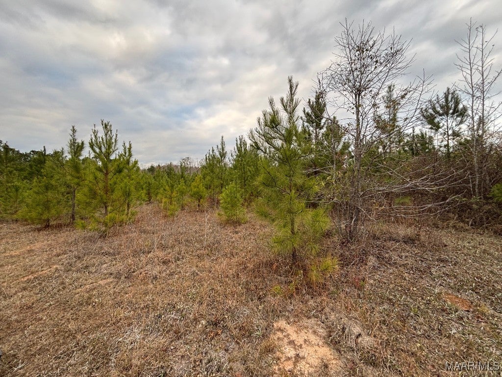 3942 Ridge Road Greenville, AL 36037 - Photo 7 of 8 Gallery Image 7