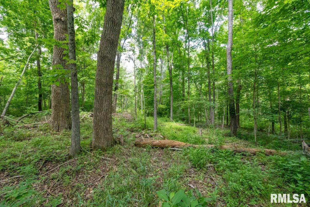 0 Tom Dick Hill Road Stonefort, IL 62987 - Photo 32 of 62