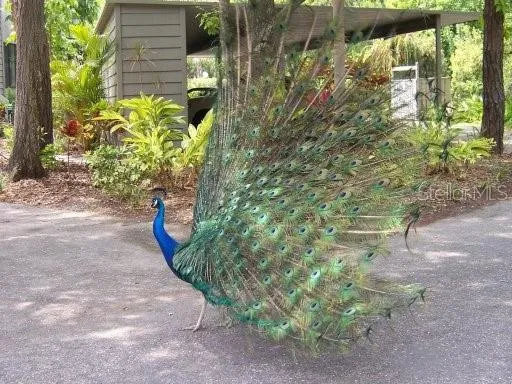 a view of a plant in a garden