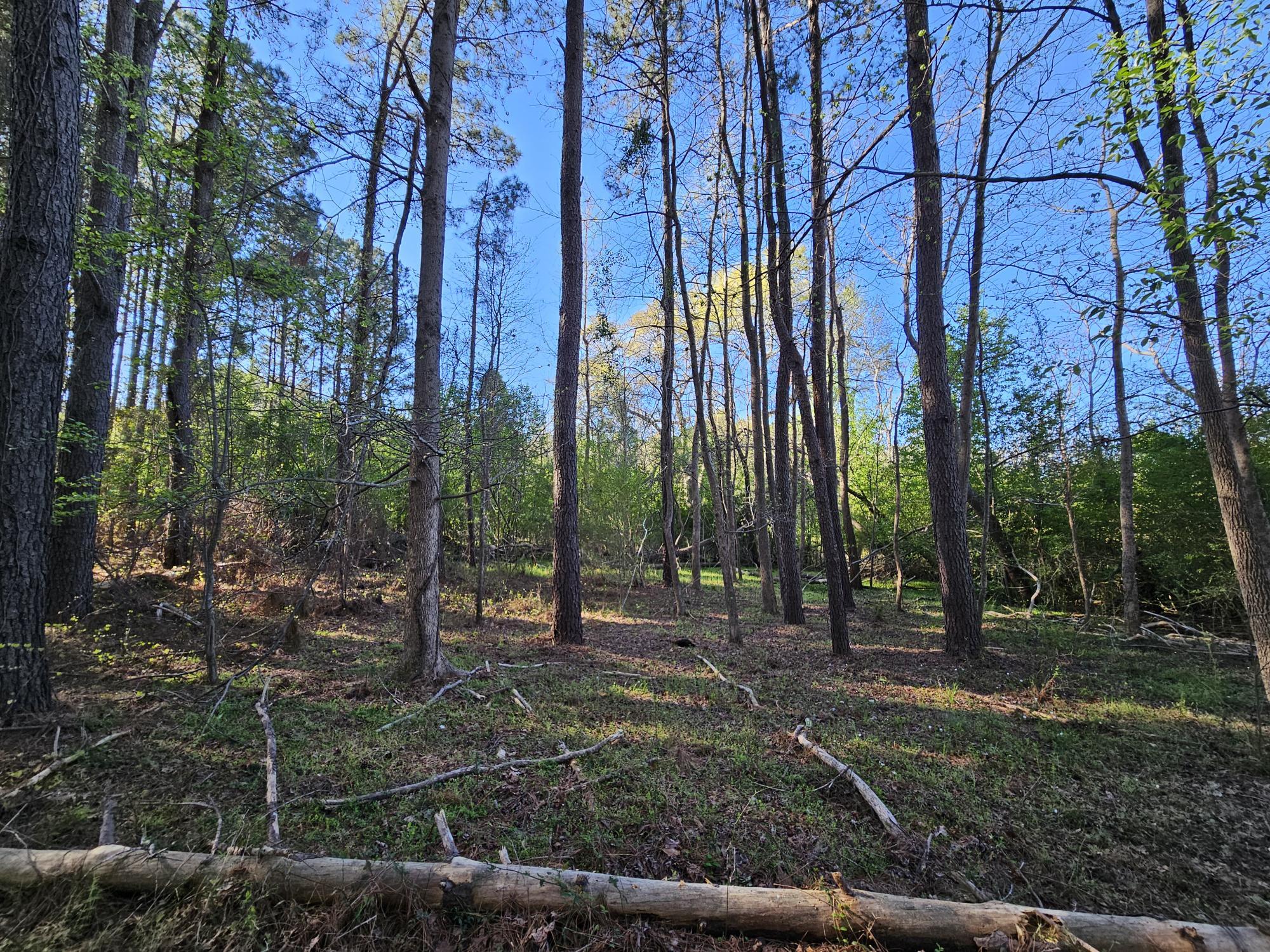 Tbd Tbd Riley Road, Unit LOT 5 St. Matthews, SC 29135 - Photo 7 of 9 YOUNG TREES