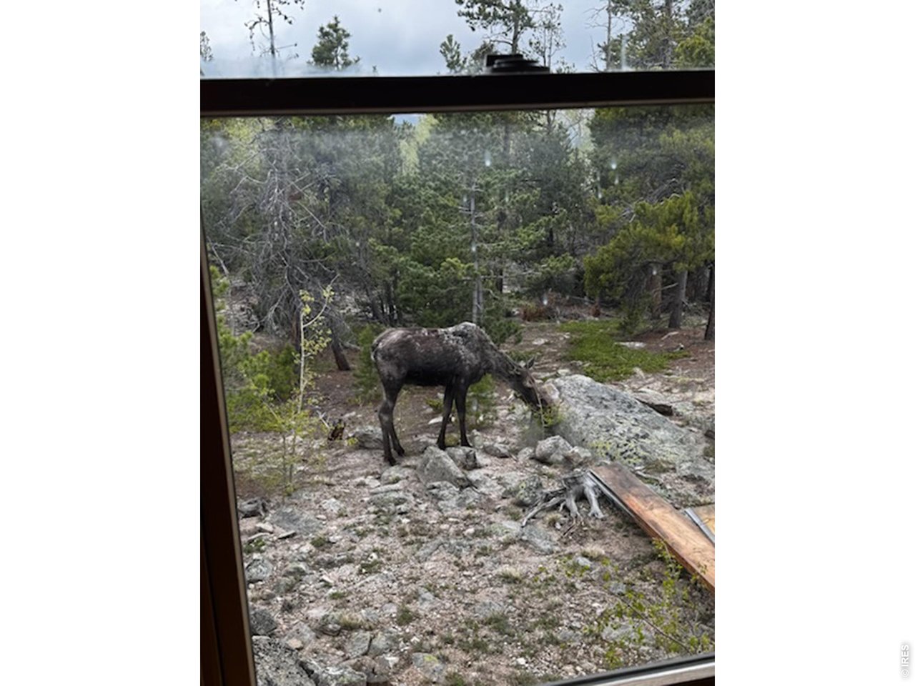 1217 Wedgwood Road Black Hawk, CO 80422 - Photo 27 of 29 Moose on property
