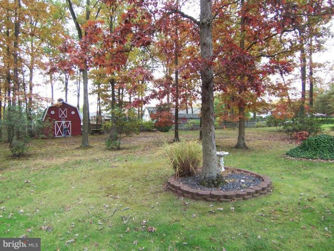 Back yard