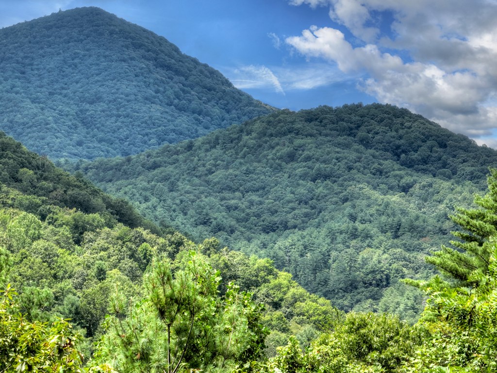 101 Falling Rock Road Cherry Log, GA 30522 - Photo 69 of 70 a view of a field of grass and trees