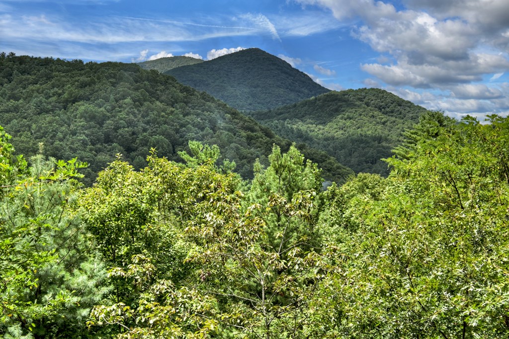 101 Falling Rock Road Cherry Log, GA 30522 - Photo 7 of 70 a view of a lush green forest with a building in the background
