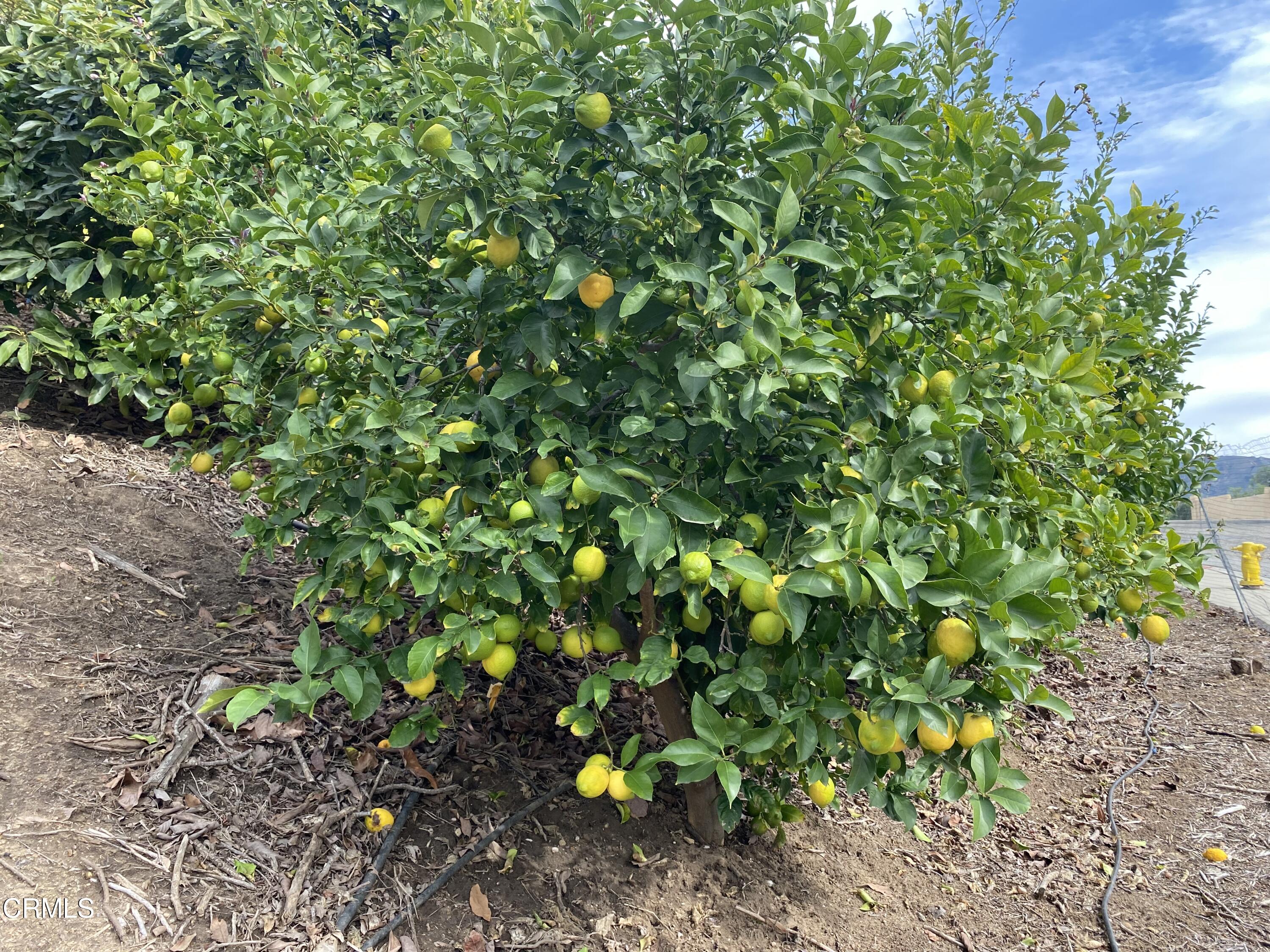 233 View Drive Santa Paula, CA 93060 - Photo 5 of 9 a backyard of a house with lots of green space