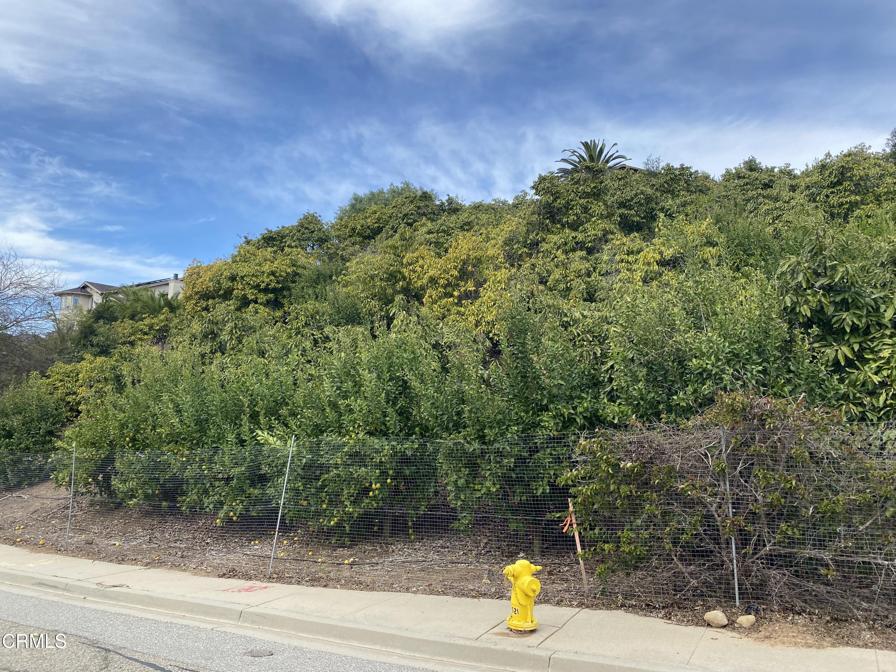 233 View Drive Santa Paula, CA 93060 - Photo 8 of 9 a view of a yard with a tree