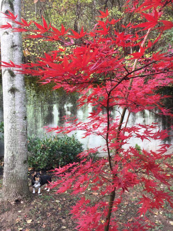 415 Post Creek Road, Unit 415 Nashville, TN 37221 - Photo 16 of 19 Japanese Maple in Fall - DOG does not CONVEY