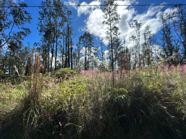 a view of a yard with large trees
