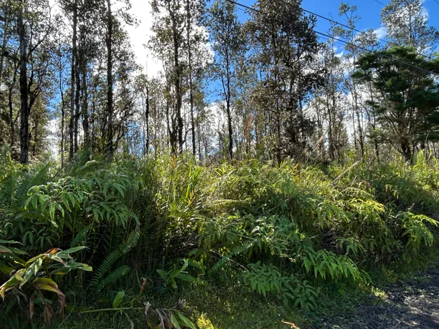 a view of a tree in a yard