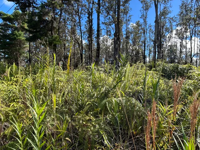 a view of a yard with plants and trees