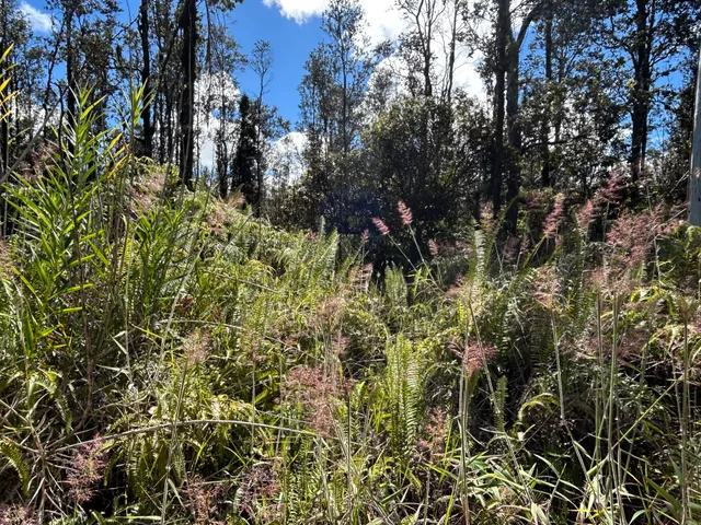 a view of a tree in a garden