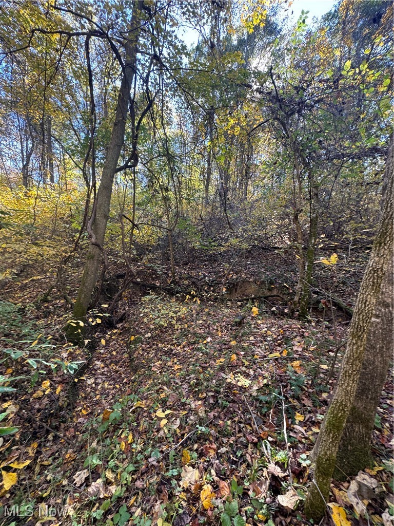 F B Eye Road Blue Rock, OH 43720 - Photo 27 of 41 View of local wilderness