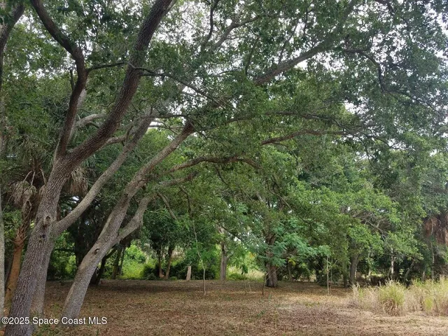 a view of a yard with a tree
