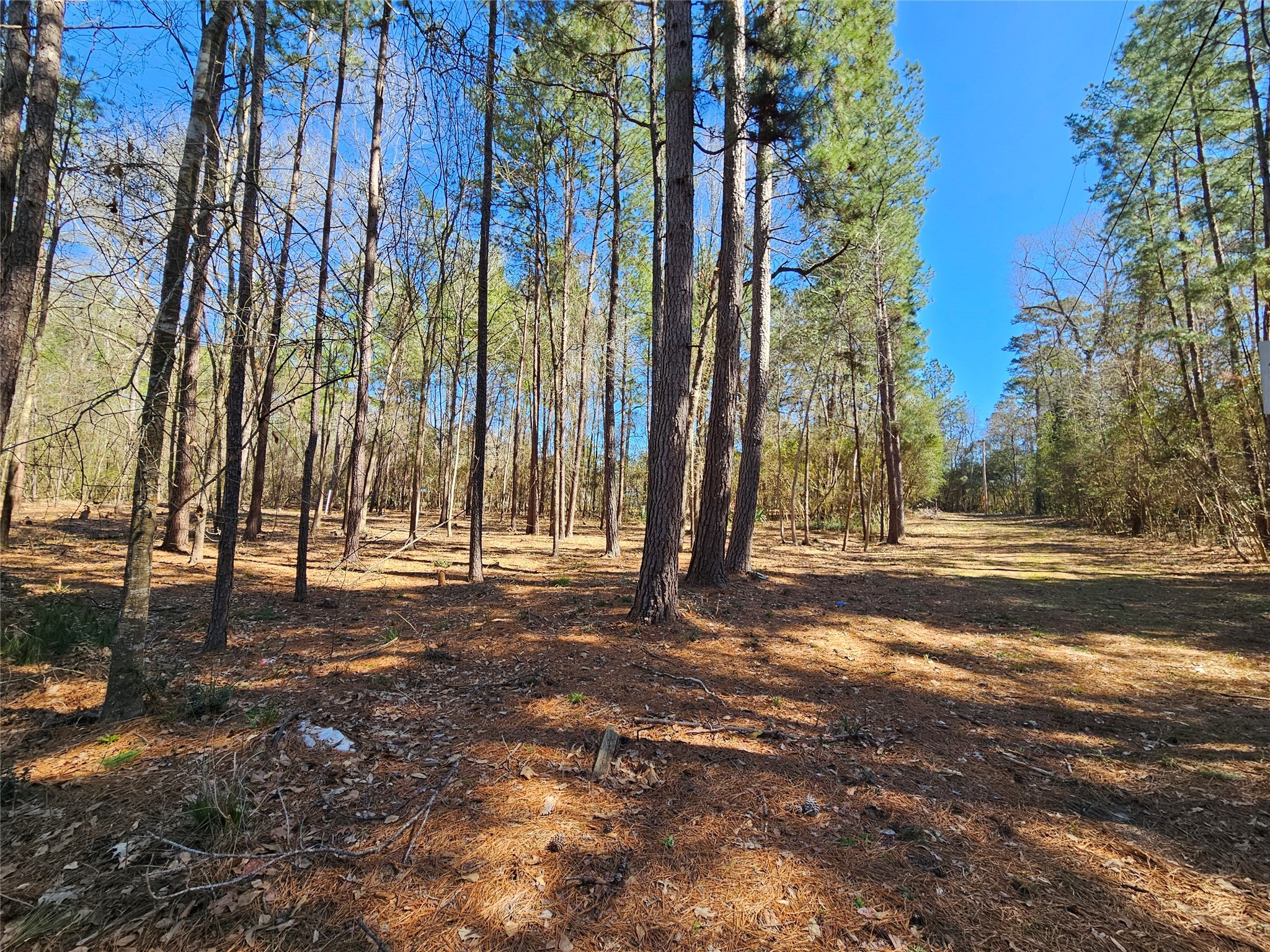 0 Reedwood Montgomery, TX 77356 - Photo 2 of 6