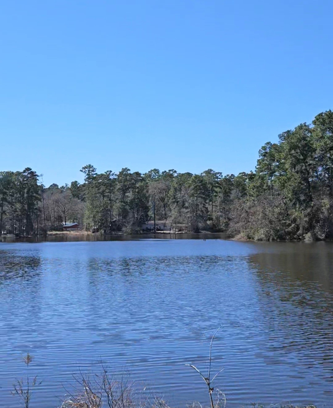 0 Reedwood Montgomery, TX 77356 - Photo 5 of 6