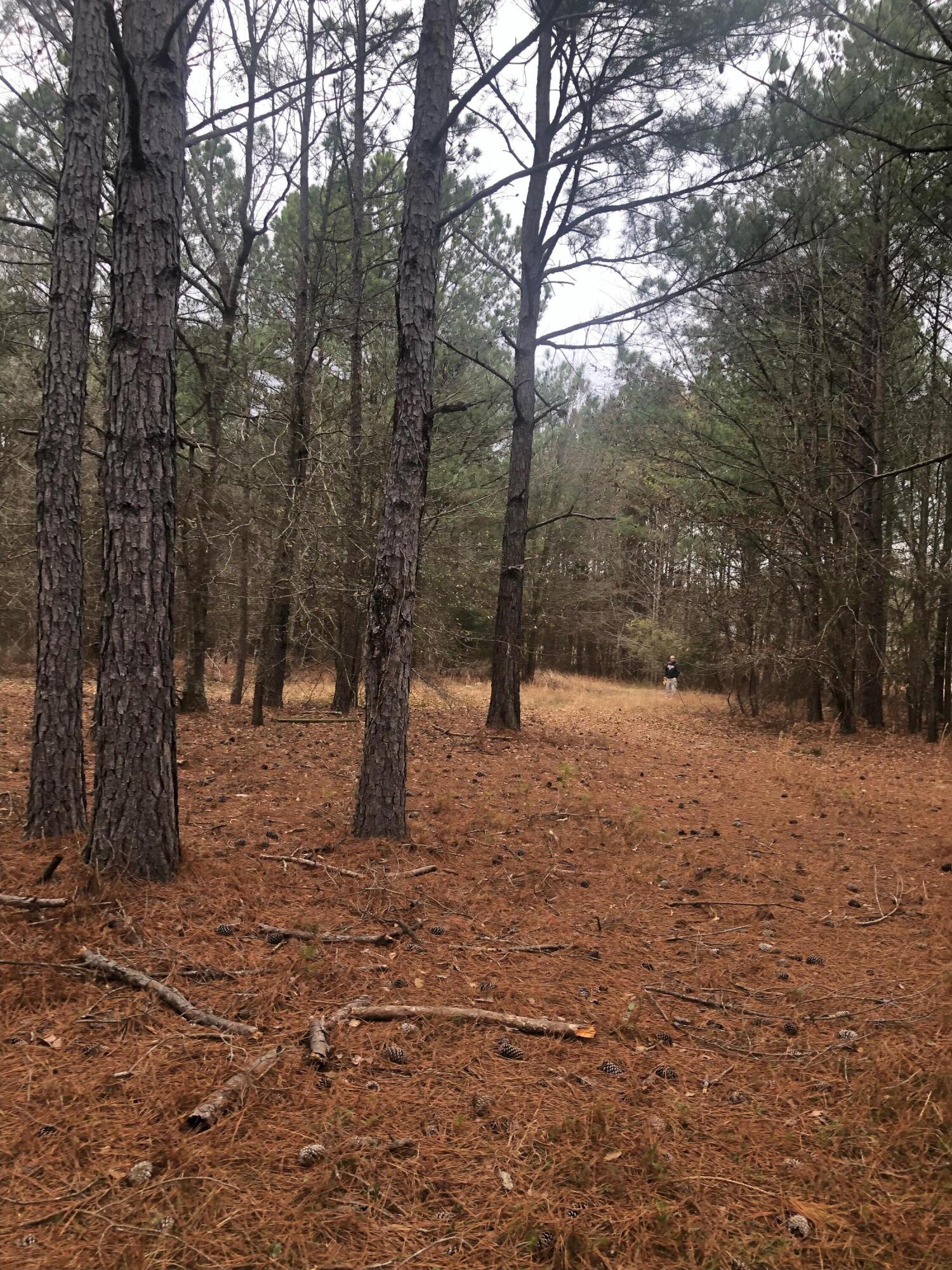 4.17-acres Starr Hinson Road Thomson, GA 30824 - Photo 11 of 17 IMG_1419