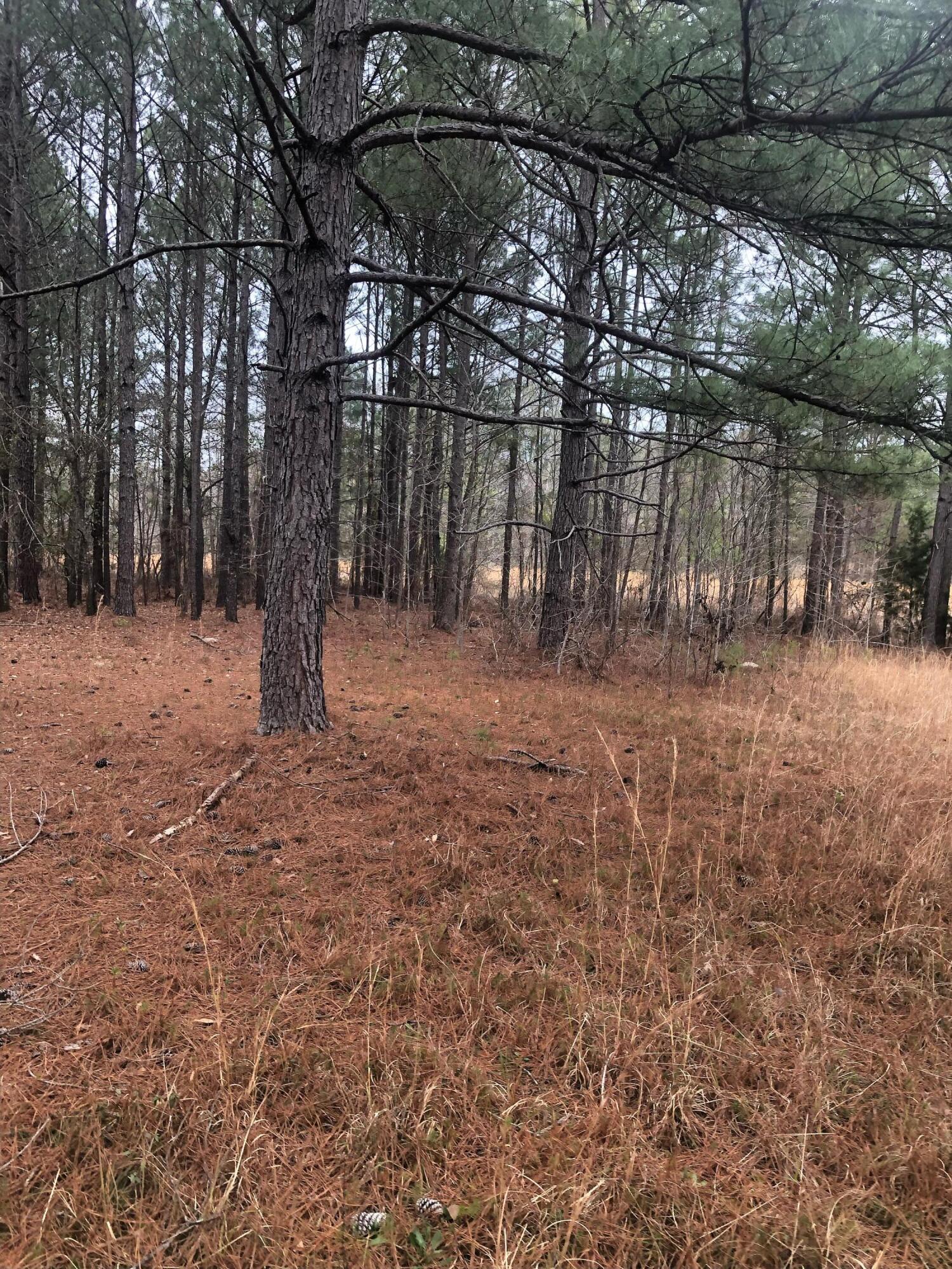 4.17-acres Starr Hinson Road Thomson, GA 30824 - Photo 12 of 17 IMG_1426