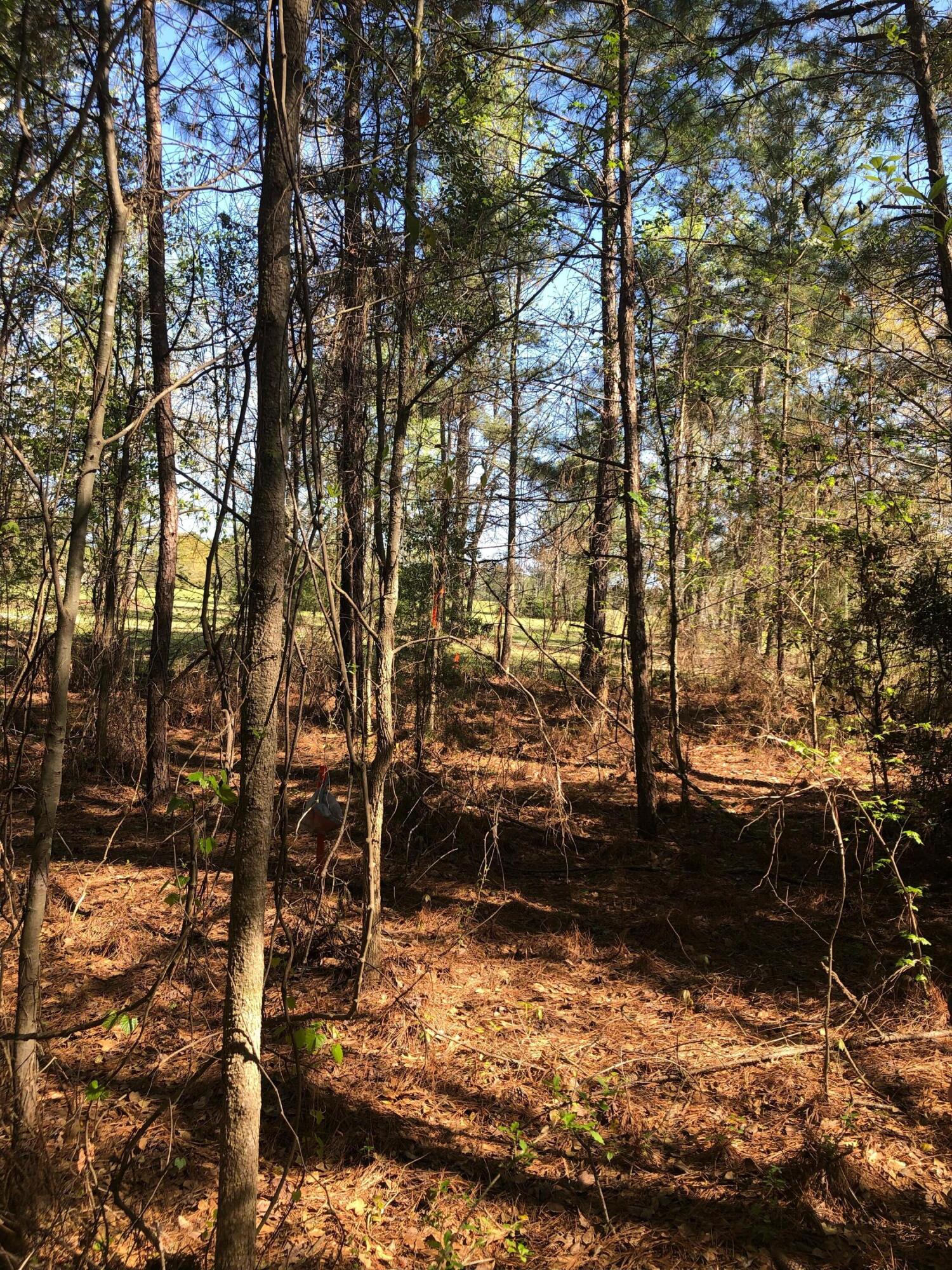 4.17-acres Starr Hinson Road Thomson, GA 30824 - Photo 15 of 17 IMG_1690