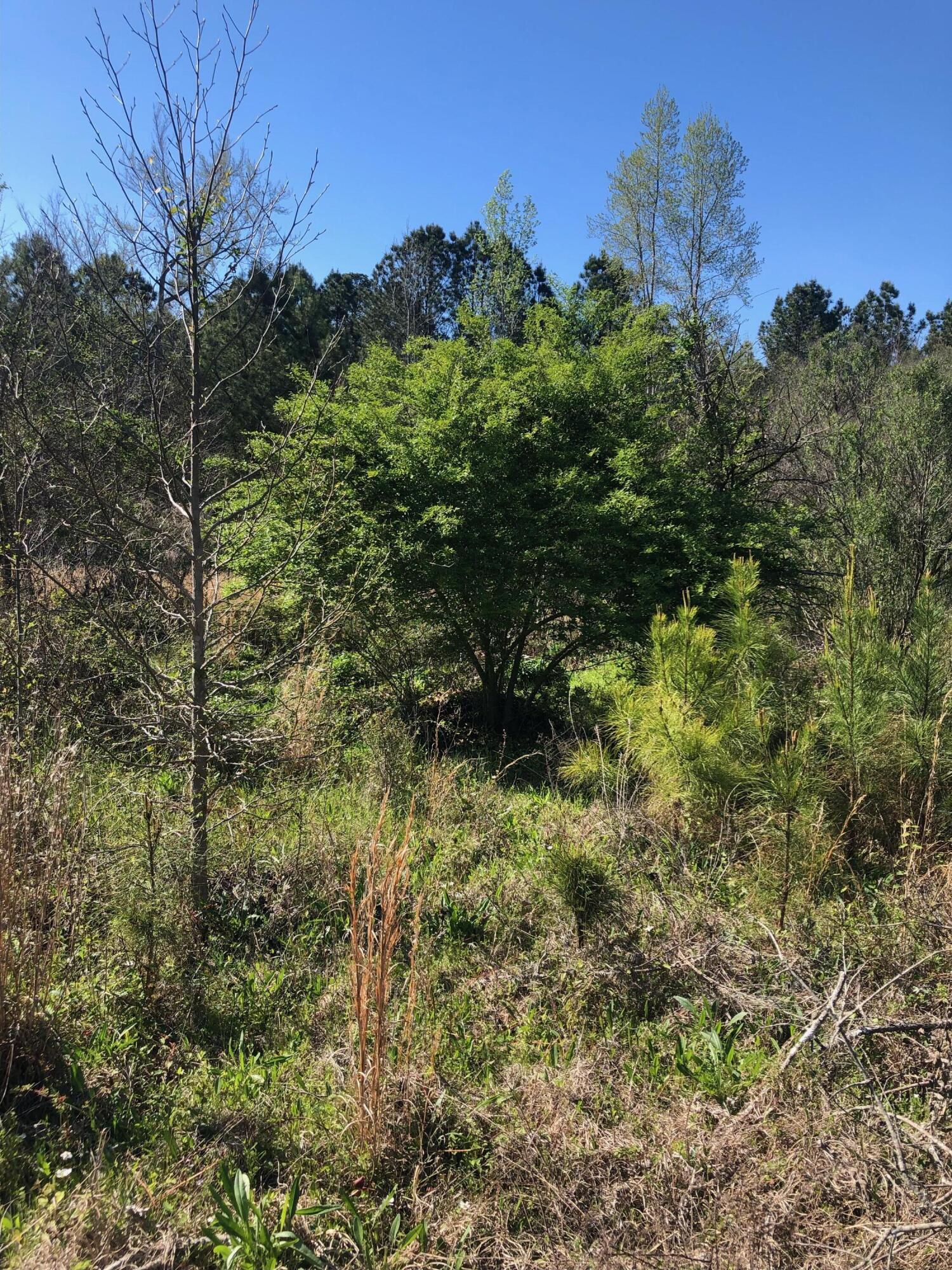 4.17-acres Starr Hinson Road Thomson, GA 30824 - Photo 16 of 17 IMG_1693