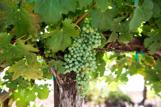 $4,498,000 | 1450 Lakeview Court, San Martin, CA 95046