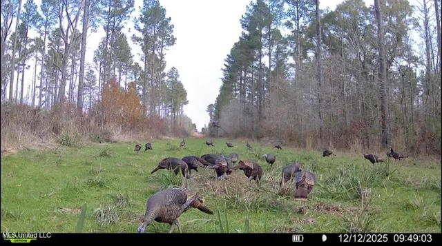 $1,375,000 | 3 Dry Grove Road, Terry, MS 39170