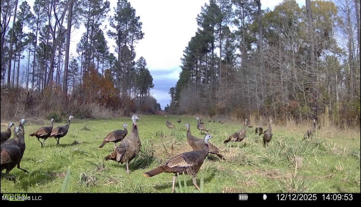 3 Dry Grove Road Terry, MS 39170 - Photo 70 of 80 696