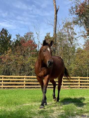 $2,000,000 | 14247 Blackwater Road, Central, LA 70714