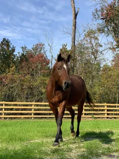 $2,000,000 | 14247 Blackwater Road, Central, LA 70714