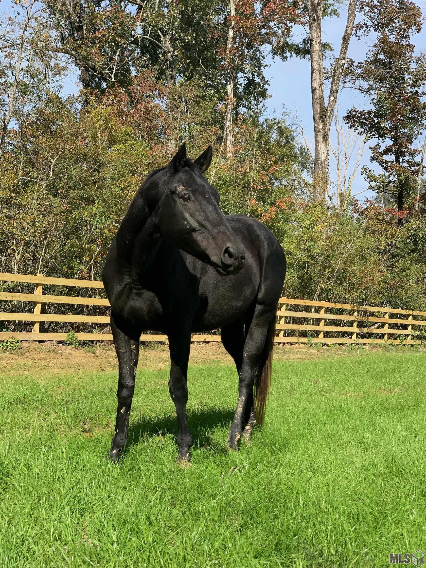 14247 Blackwater Road Central, LA 70714 - Photo 16 of 59