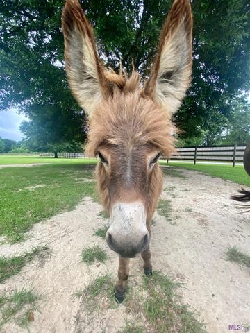 $2,000,000 | 14247 Blackwater Road, Central, LA 70714