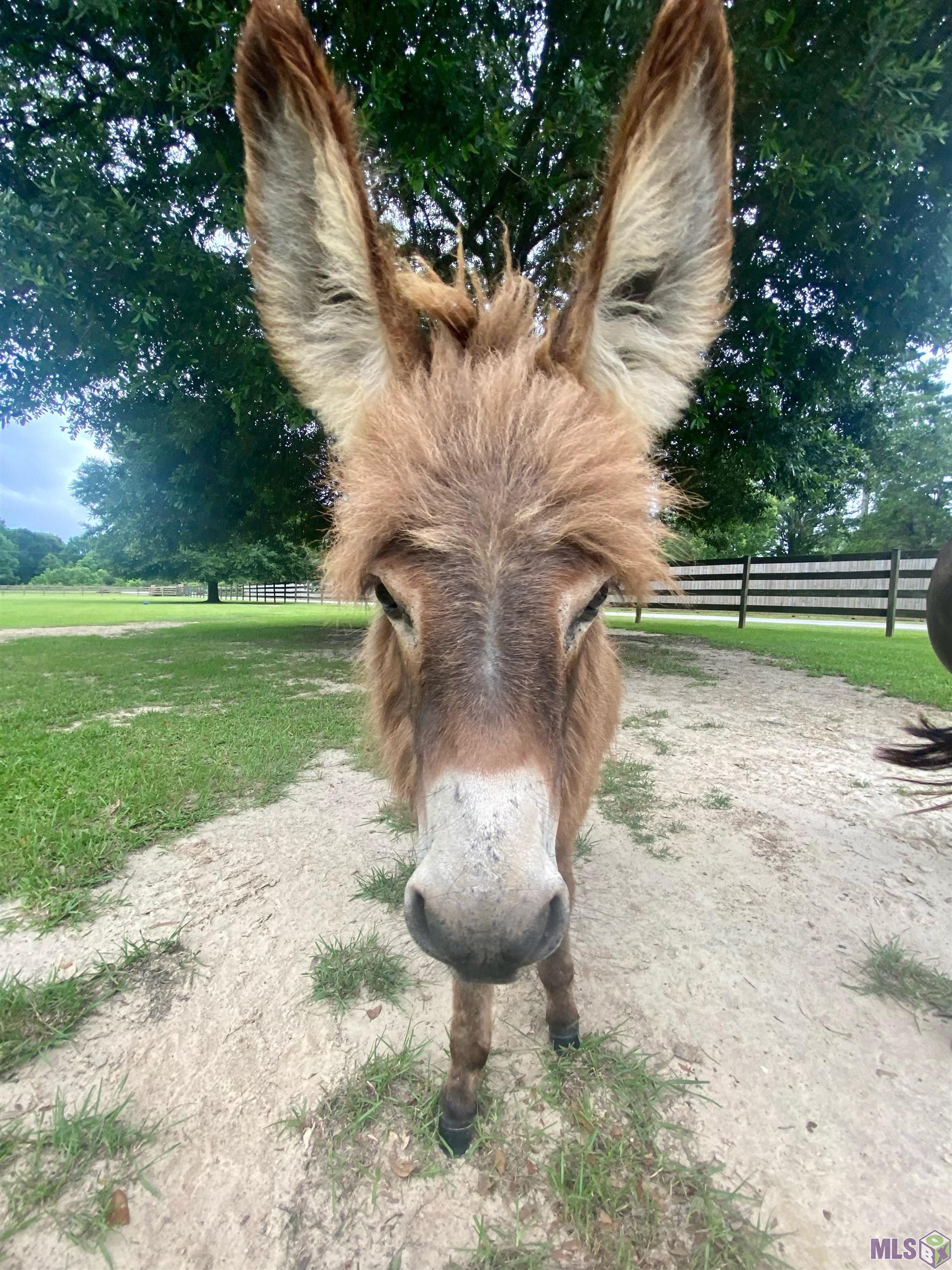 14247 Blackwater Road Central, LA 70714 - Photo 18 of 59
