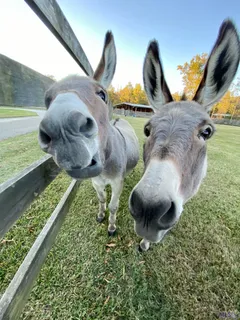 $2,000,000 | 14247 Blackwater Road, Central, LA 70714