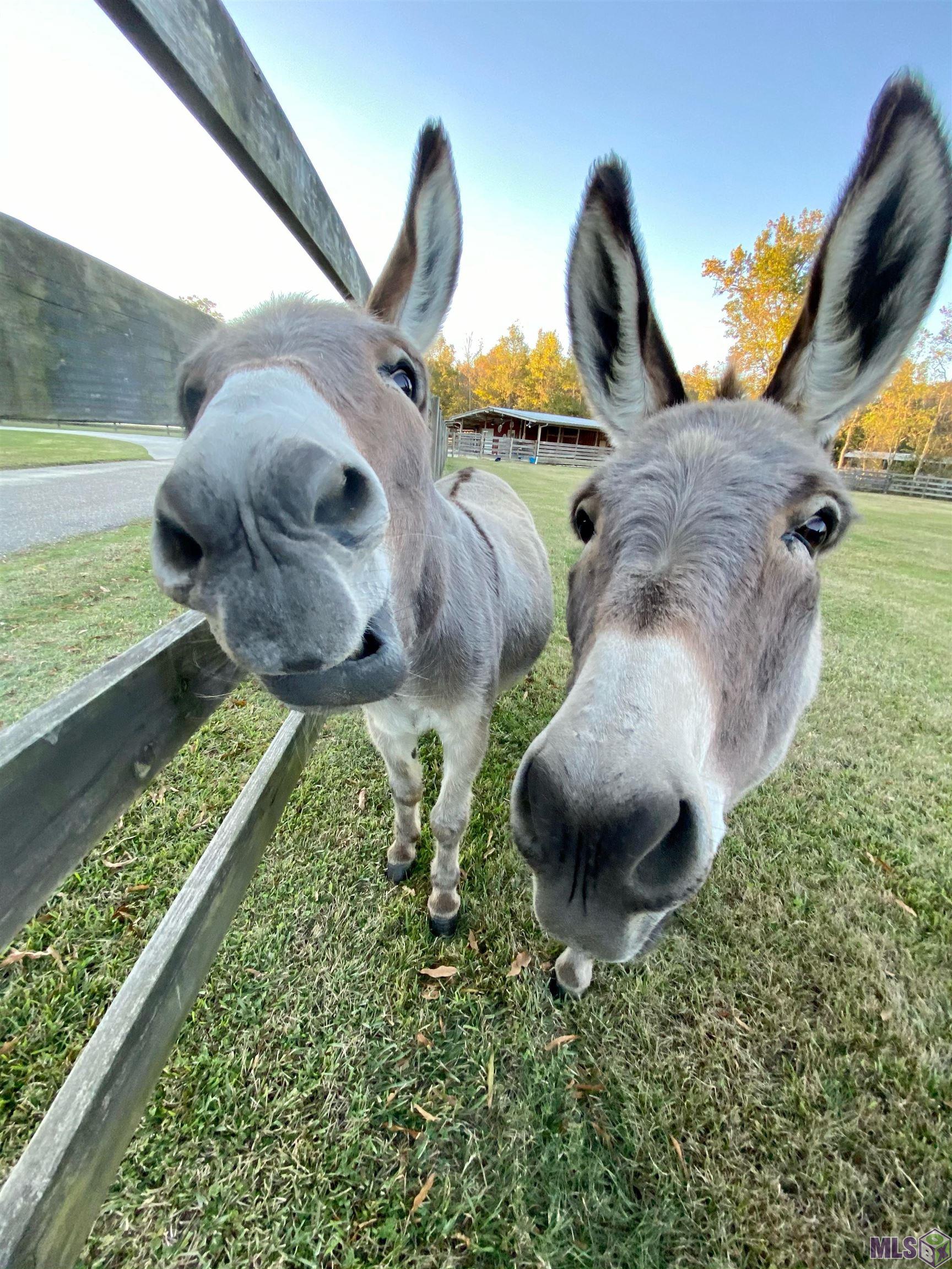 14247 Blackwater Road Central, LA 70714 - Photo 20 of 59