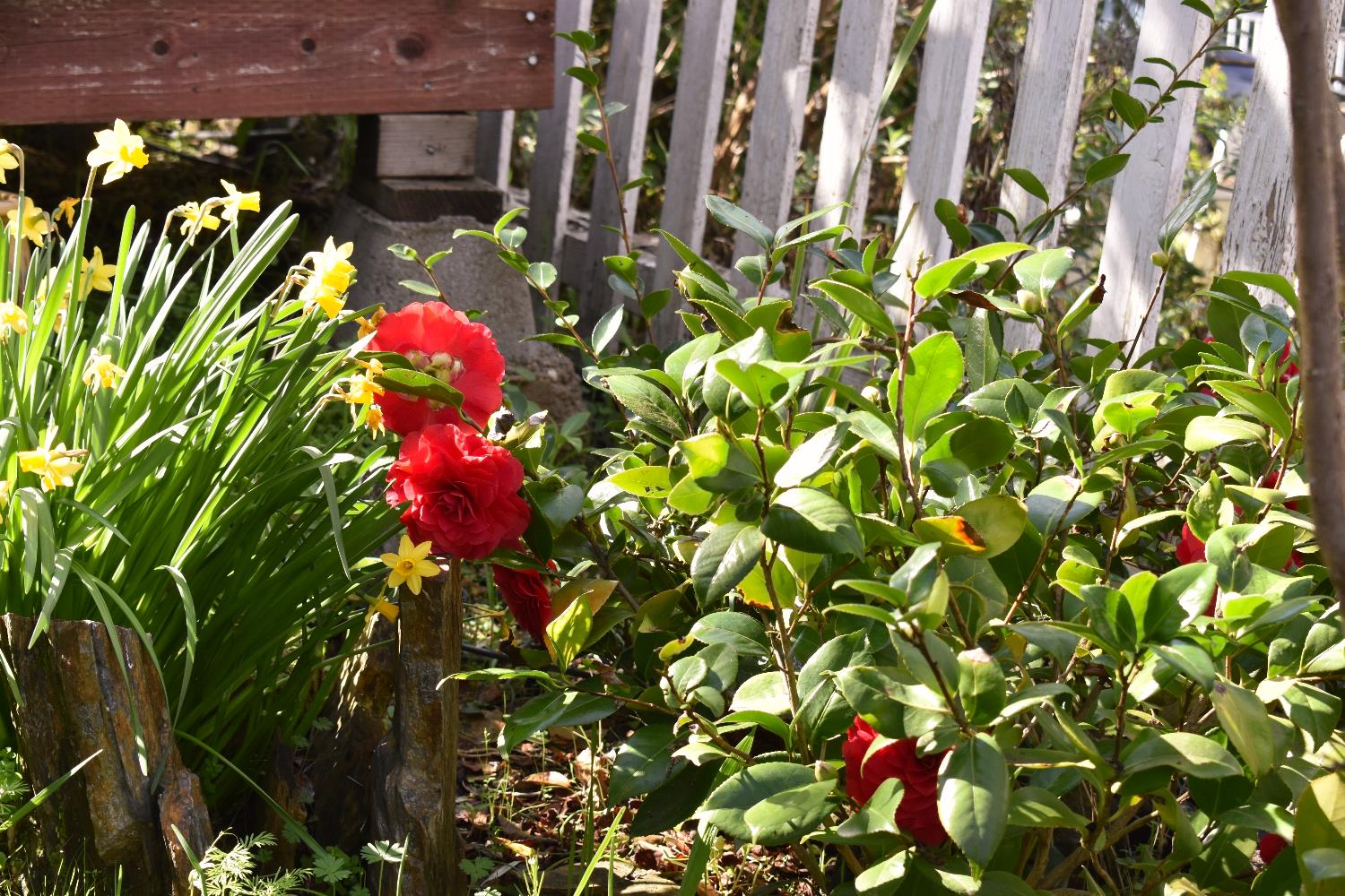 126 Center Street Jackson, CA 95642 - Photo 81 of 95 Garden blooms