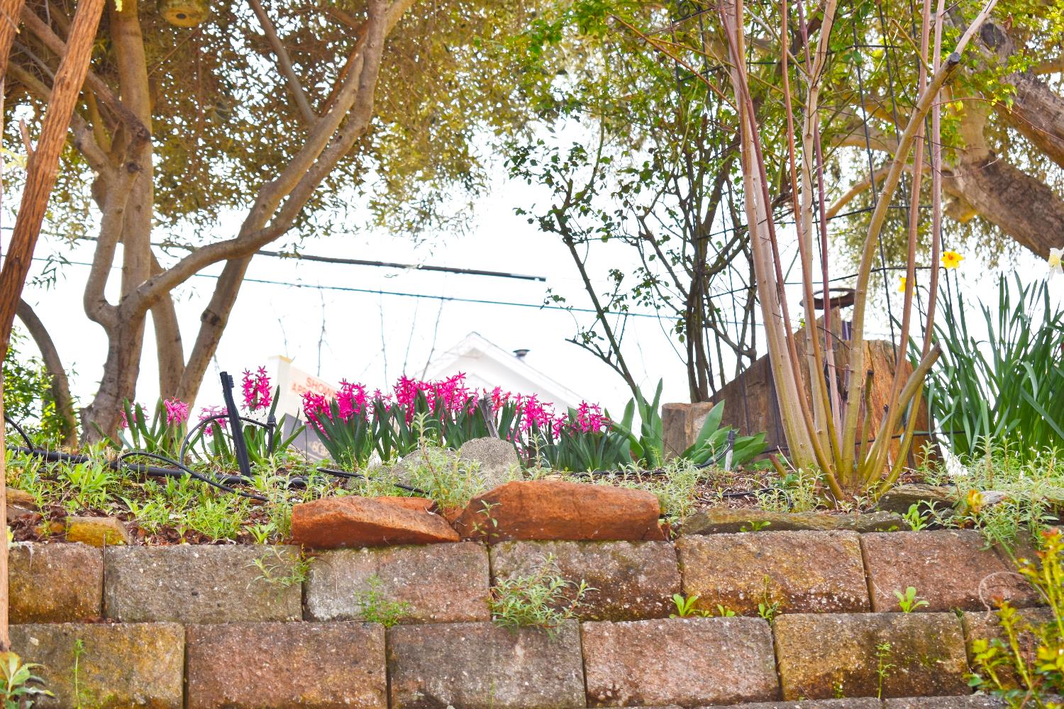 126 Center Street Jackson, CA 95642 - Photo 83 of 95 Blooms and olive trees from the terraced garden