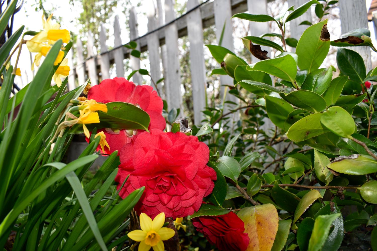 126 Center Street Jackson, CA 95642 - Photo 87 of 95 More beautiful blooms