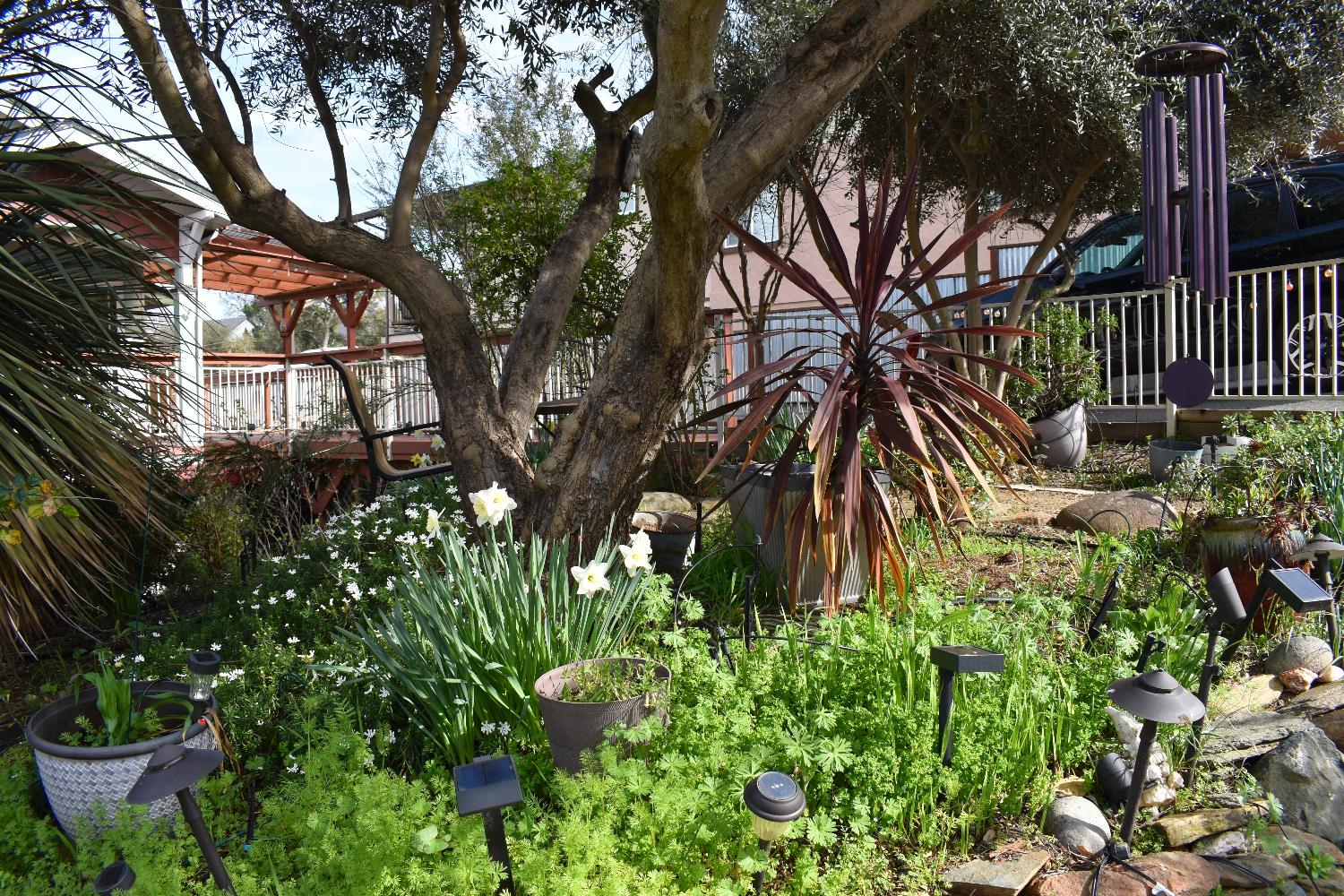 126 Center Street Jackson, CA 95642 - Photo 88 of 95 Mature olive trees surrounded by lush landscaping and cobbled sitting areas and pathways