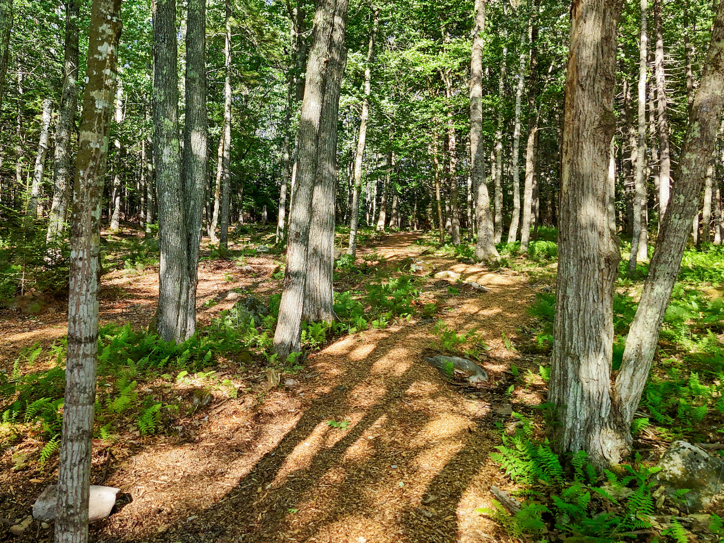 46 Mullins Bog Road Lincolnville, ME 04849 - Photo 9 of 24 DJI_20260624171435_0186_D-1