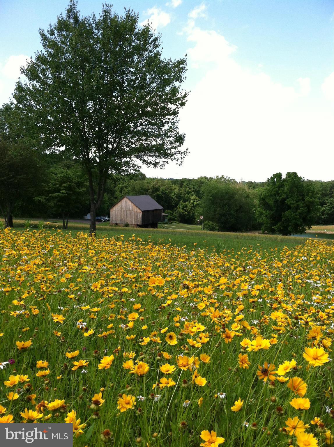 17709 Backbone Road Parkton, MD 21120 - Photo 25 of 30 Wildflower Bed