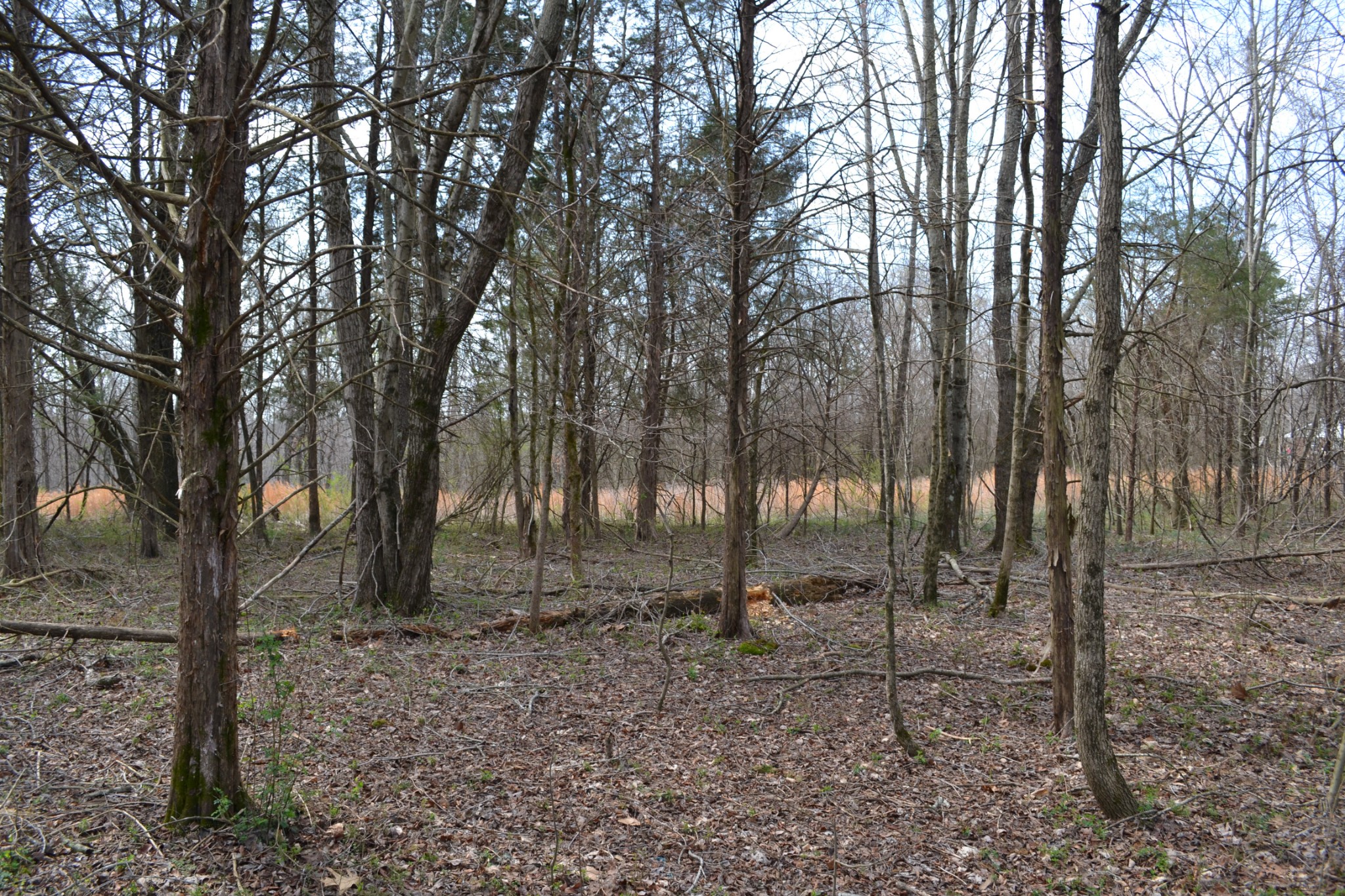 2 Southside Road Cunningham, TN 37052 - Photo 2 of 7 a backyard of a house with lots of green space